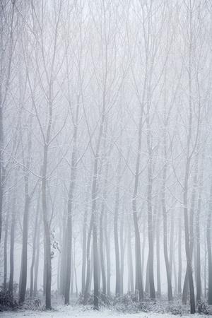 Photographic Print, , small
