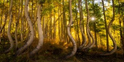 Photographic Print, , small