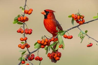 Photographic Print, , small