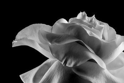 Photographic Print, , small