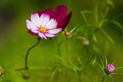 Photographic Print, , small