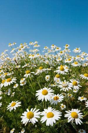 Photographic Print, , small