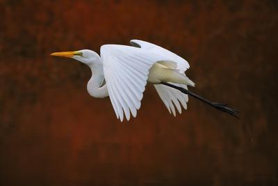 Photographic Print, , small