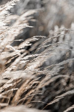 Photographic Print, , small