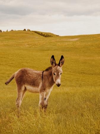 Photographic Print, , small