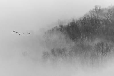 Photographic Print, , small