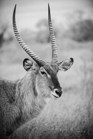 Photographic Print, , small