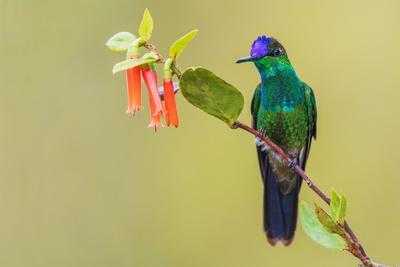 Photographic Print, , small