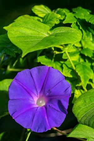 Photographic Print, , small