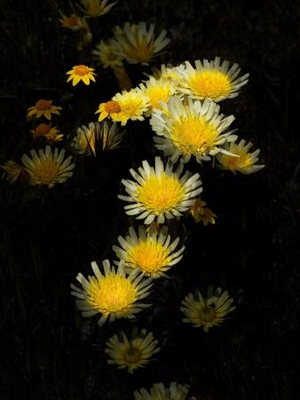 Photographic Print, , small