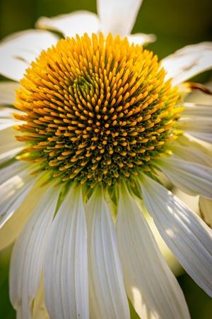Photographic Print, , small