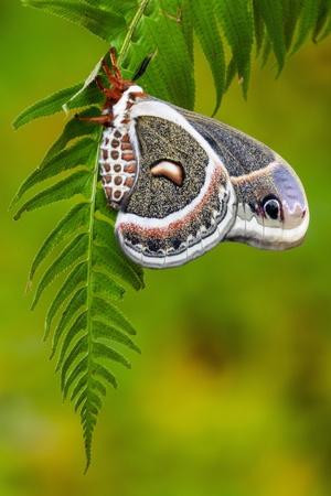 Photographic Print, , small