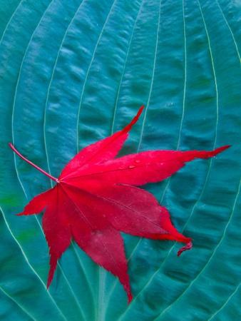 Photographic Print, , small