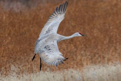 Photographic Print, , small