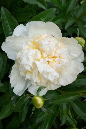 Photographic Print, , small