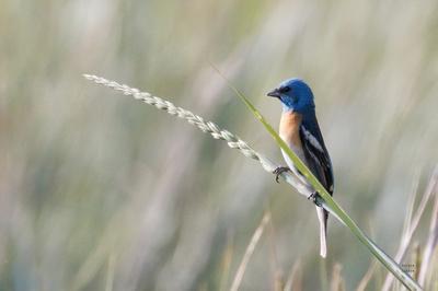 Photographic Print, , small
