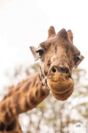 Photographic Print, , small