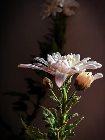 Photographic Print, , small