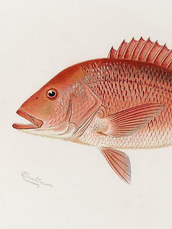 Giclee Print, , small