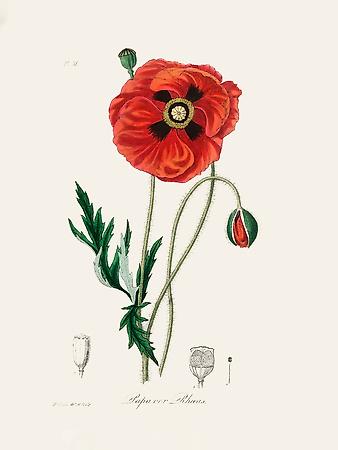 Giclee Print, , small