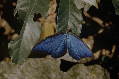 Photographic Print, , small