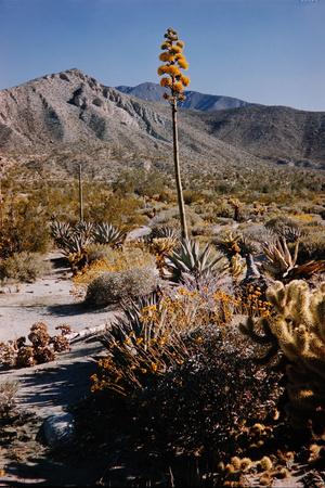 Photographic Print, , small
