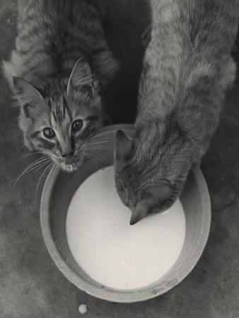 Photographic Print, , small