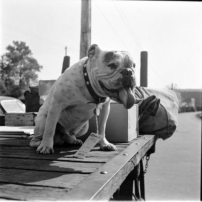 Photographic Print, , small