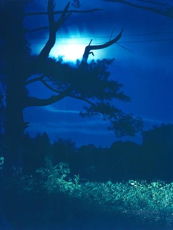 Photographic Print, , small
