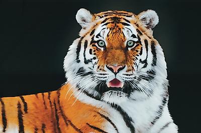 Art Print, , small