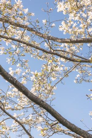 Photographic Print, , small