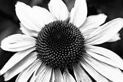 Photographic Print, , small