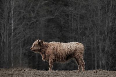Photographic Print, , small