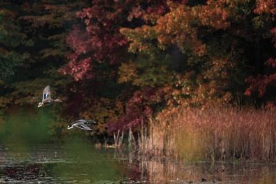 Photographic Print, , small