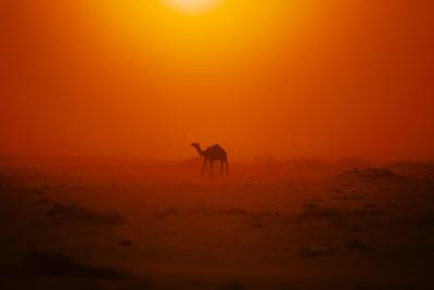 Photographic Print, , small