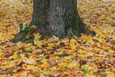 Photographic Print, , small