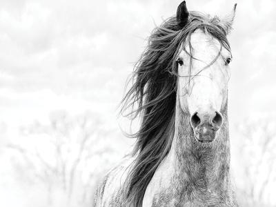 Photographic Print, , small