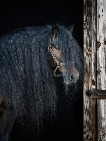 Photographic Print, , small