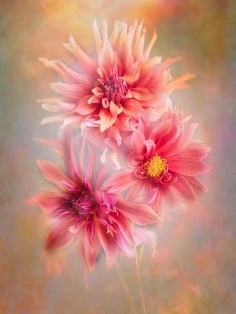 Photographic Print, , small