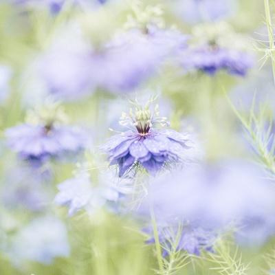 Photographic Print, , small