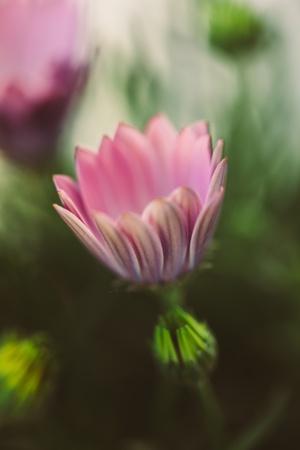 Photographic Print, , small