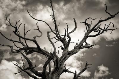Photographic Print, , small