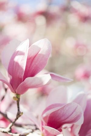 Photographic Print, , small