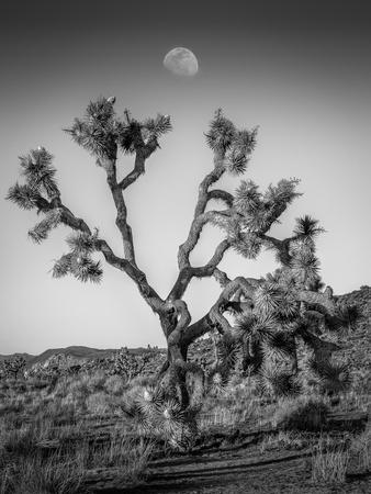 Photographic Print, , small
