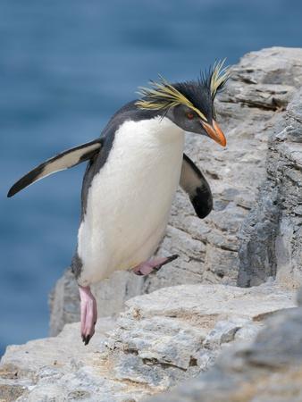 Photographic Print, , small