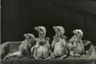 Photographic Print, , small