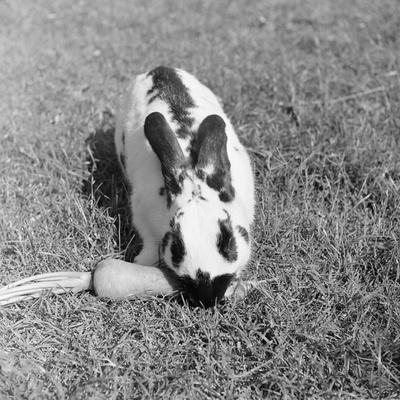 Photographic Print, , small