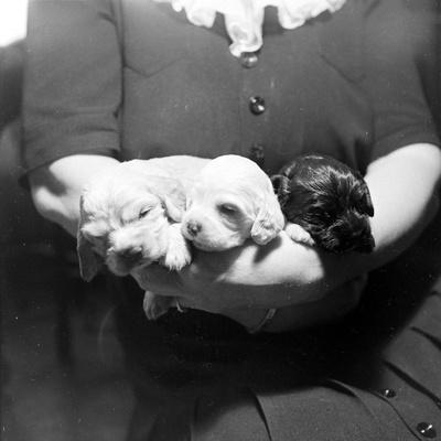 Photographic Print, , small