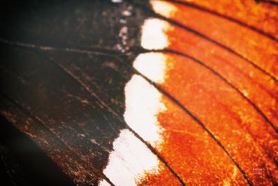 Photographic Print, , small