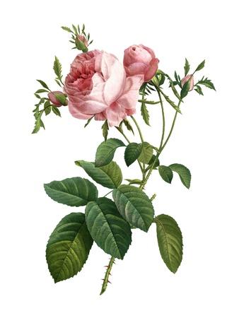 Art Print, , small